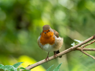 Robin perched on a tree branch