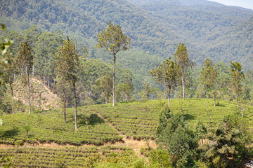 Naklejka premium Tea plantation in the mountains of Sri Lanka (Ceylon).