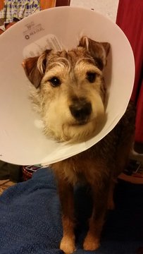 Dog With Medical Cone Collar