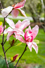 Closeup of Magnolia Flowers in Spring
