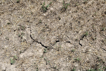 Cracked earth with dry grass