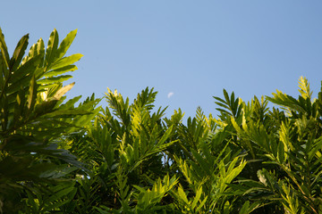 Green leafs and blue sky, natural border element