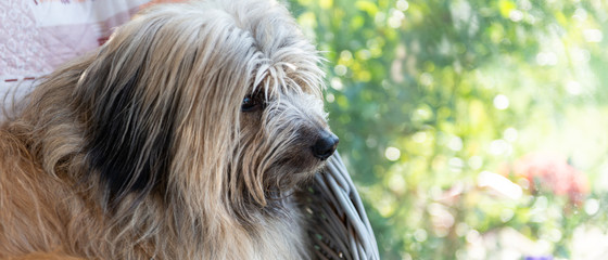 Chien labrit allongé sur un siège derrière une fenêtre et regardant dehors