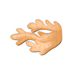 Ginger root isolated on a white background. Stock vector illustration