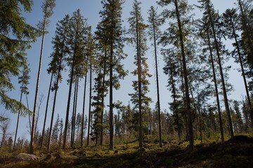 Ruined forest and broken trees by wind and gale.