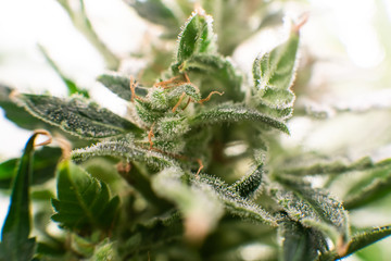 Macro trichomes of cannabis. Pot green flower. CBD THC in Pot.