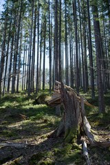 Ruined forest and broken trees by wind and gale.