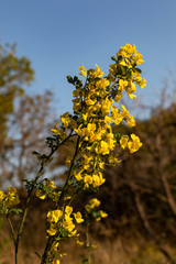 Spring, the most delightful season