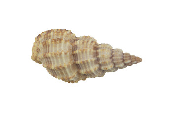 Seashell isolated on white background