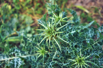 close up of a thistle plant