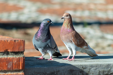 pigeon on the wall © Edwin