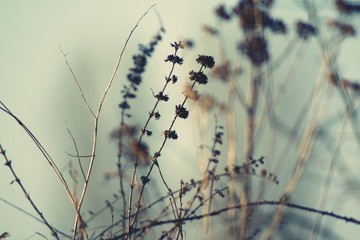 Fototapeta Close-up Of Dry Flowers obraz