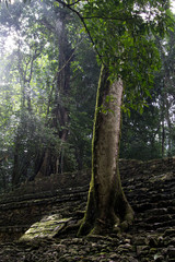 in the Mayan forests