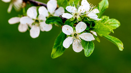 cherry flowers on green background
