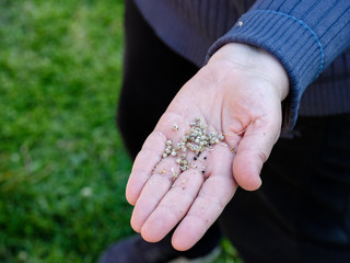hand of a woman holding a garlic seeds