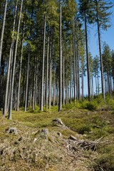 Ruined forest and broken trees by wind and gale.