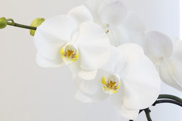 White Phalaenopsis flowers on a branch on a light background.