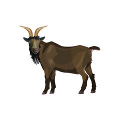 Goat male standing side view. Vector illustration