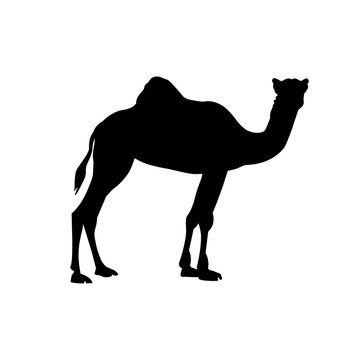 Black silhouette of dromedary on white background