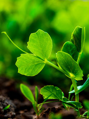 Young pea plants in early spring garden - selective focus