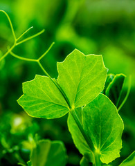 Young pea plants in early spring garden - selective focus