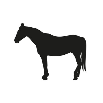 Silhouette of a standing horse vector illustration