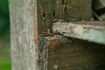 Red ants that live naturally