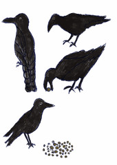 crow on a white background