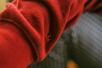 Red ants that live naturally