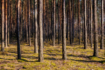 Obraz premium Early spring mixed forest on sandy grounds of natural landscape protected area of Mazovian Landscape Park in Mazovia region in central Poland