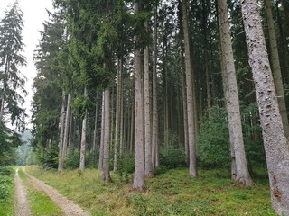 Obraz premium Bergwald