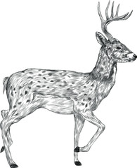 deer animal in full growth stands brown vector