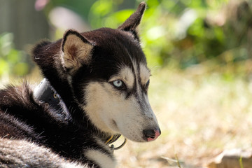 dog Laika with blue eyes on the neck of a black collar