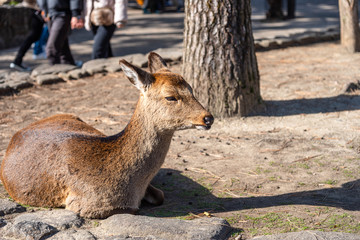 Close-up Deer relax in sunshine in the Miyajima on New Year Japanese Hatsumode holiday. In here, the deers are freely roaming around the island and not afraid to interact with visitors. Hiroshima city