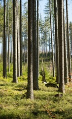 Ruined forest and broken trees by wind and gale.