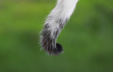black fluffy cat tail isolated on natural green background