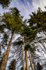 Obraz premium Forêt