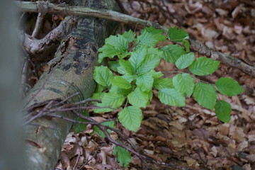 Bäume-Blüten