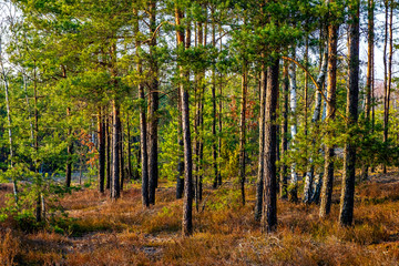 Fototapeta premium Early spring mixed forest on sandy grounds of natural landscape protected area of Mazovian Landscape Park in Mazovia region in central Poland
