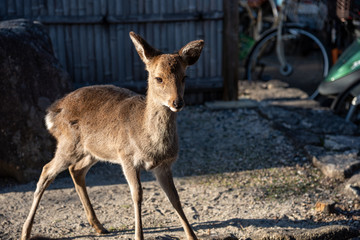 Close-up cute fawn in the Miyajima island, Hiroshima city, Japan. In here, the deers are freely roaming around the island and not afraid to interact with visitors