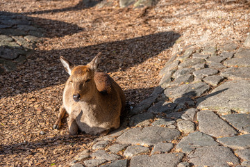 Close-up Deer relax in sunshine in the Miyajima on New Year Japanese Hatsumode holiday. In here, the deers are freely roaming around the island and not afraid to interact with visitors. Hiroshima city