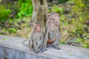 Naklejka na ściany i meble Monkeys that live naturally in Thailand