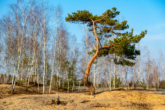 Early spring birch forest with Scots Pine on sandy dunes of natural landscape protected area of Mazovian Landscape Park in Mazovia region in central Poland