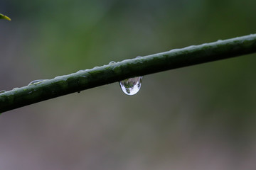 Water droplet on a stem - macro shot