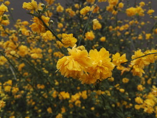 Close-up view of Kerria japonica, also known as yamabuki in Japan