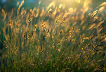 Asia Wild Grass flowers in sunset time