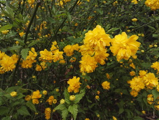 Obraz premium Golden yellow flowers of Kerria japonica