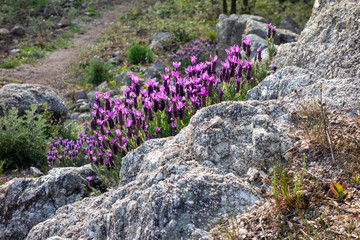 Lavendelstrauch am Berghang zwischen Felsen in der Provence, Südfrankreich
