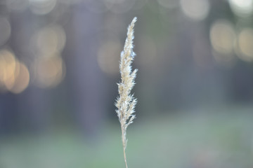 close up of grass