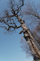 Bäume-Blüten